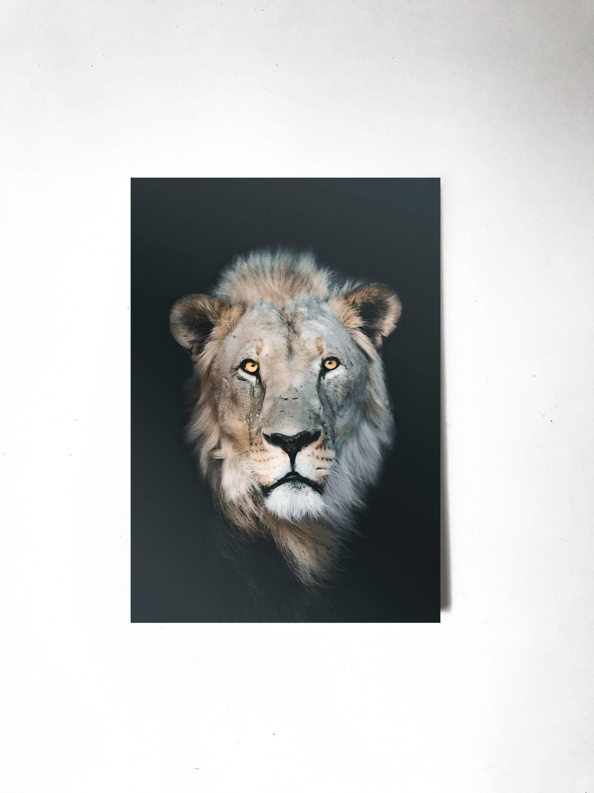 Интерьерные картины Львы и тигры