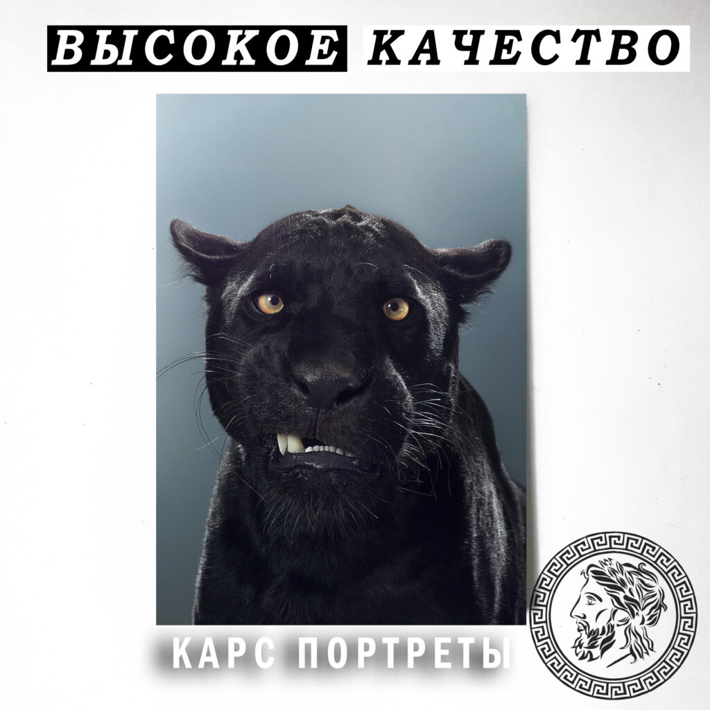 Черная пантера скалит зубы Постер картина 40х60
