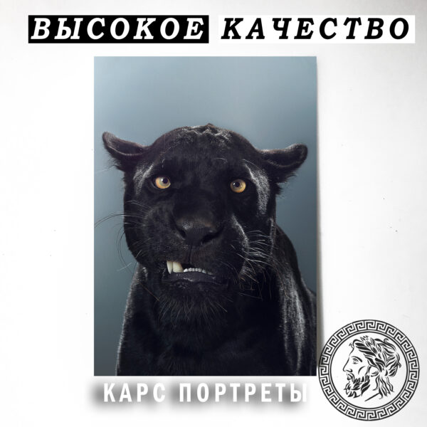 Черная пантера скалит зубы Постер картина 40х60